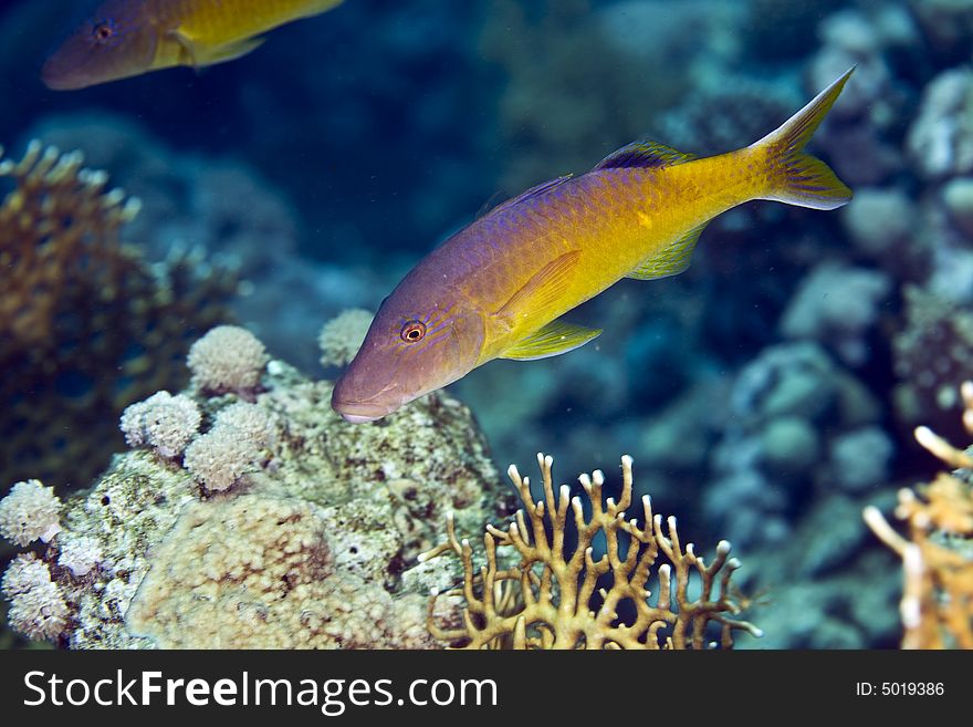 Red sea goatfish (parpeneus forsskali)