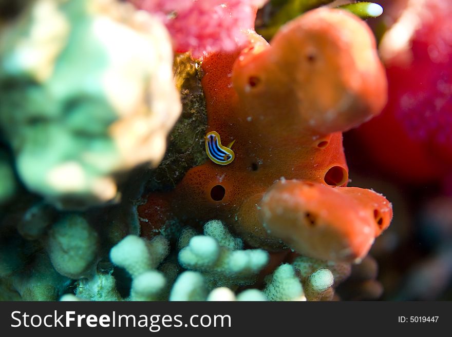 Softcoral and nudibranch taken in Middle Garden.