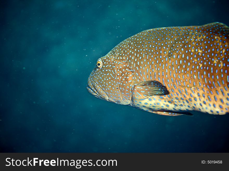 Red Sea Coralgrouper (Plectropomus Pessuliferus)