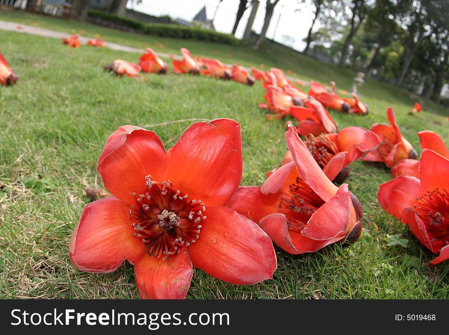 Kapok Flowers With Grass Background