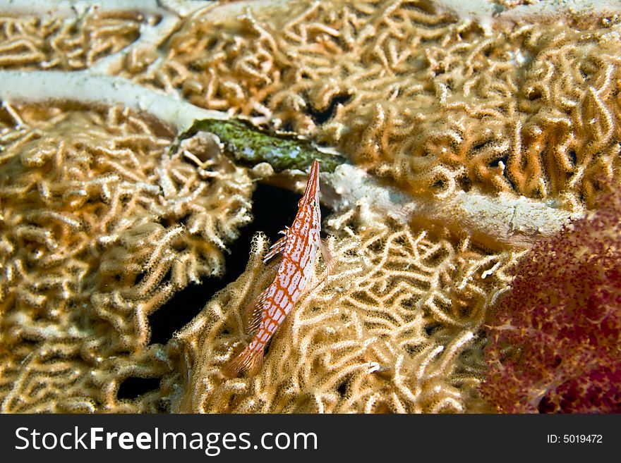 Longnose Hawkfish (oxycirrhites Typus)