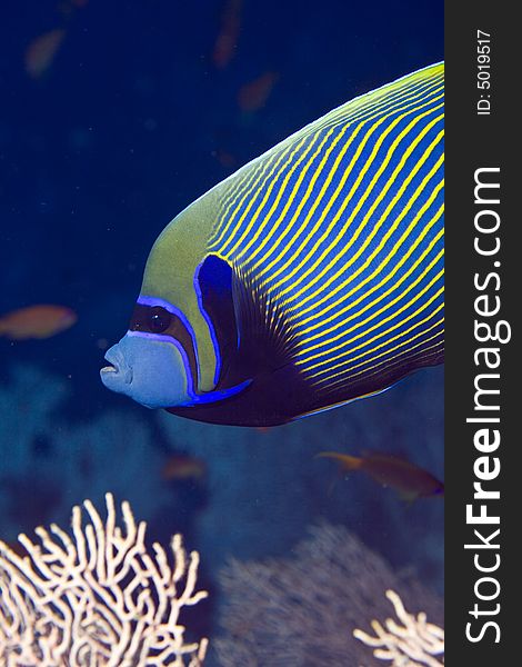 Red sea angelfish (Pomacanthus maculosus)