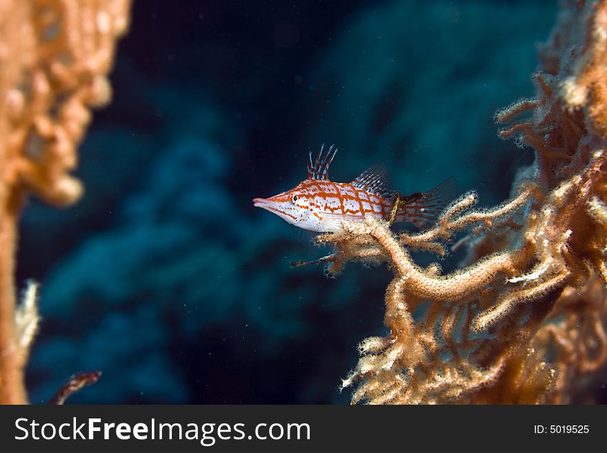 Longnose hawkfish (oxycirrhites typus)