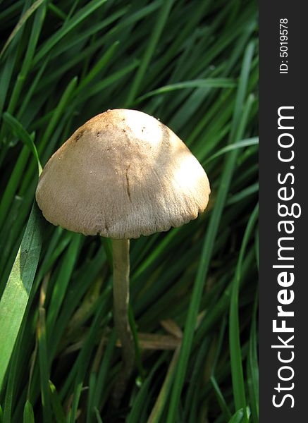 White mushroom in a garden in CHina