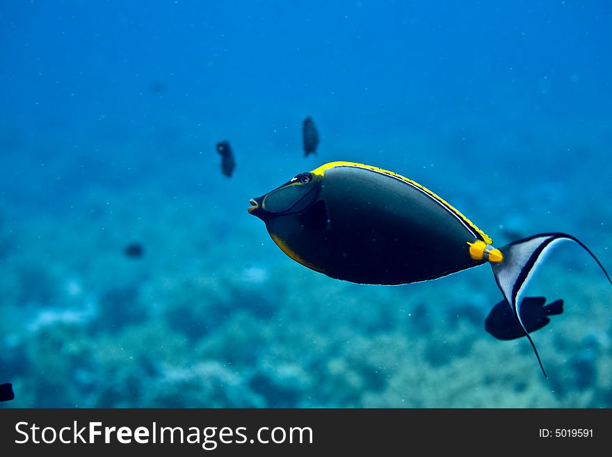 Orangespine unicornfish (naso elegans) taken in Middle Garden.