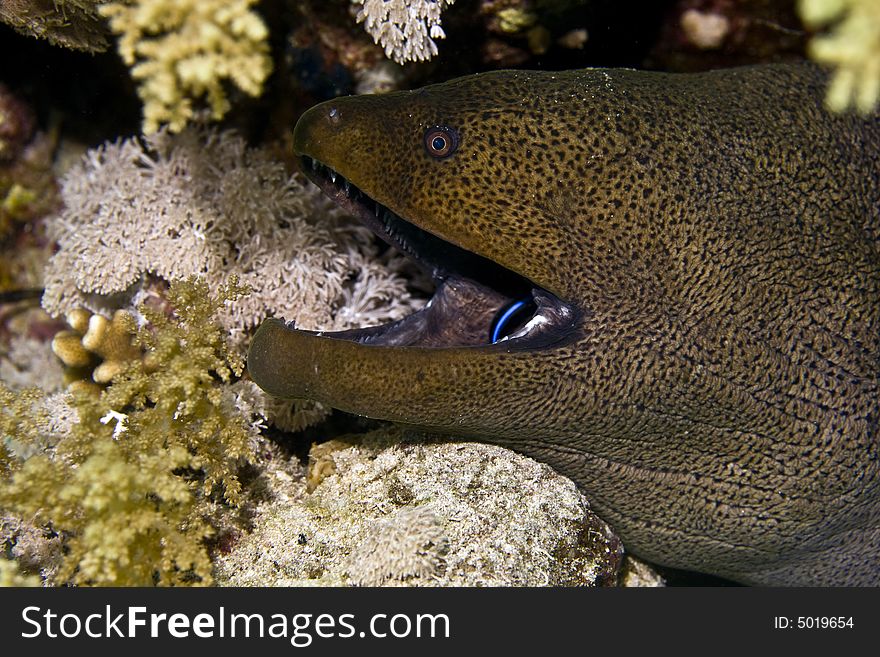 Giant moray (gymnothorax javanicus)