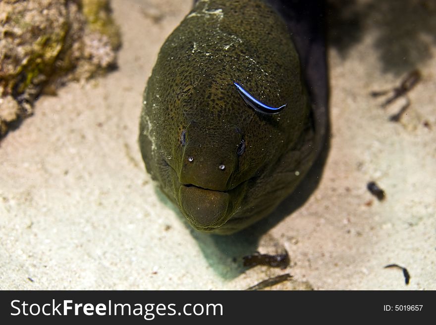 Giant moray (gymnothorax javanicus) taken in Middle Garden.