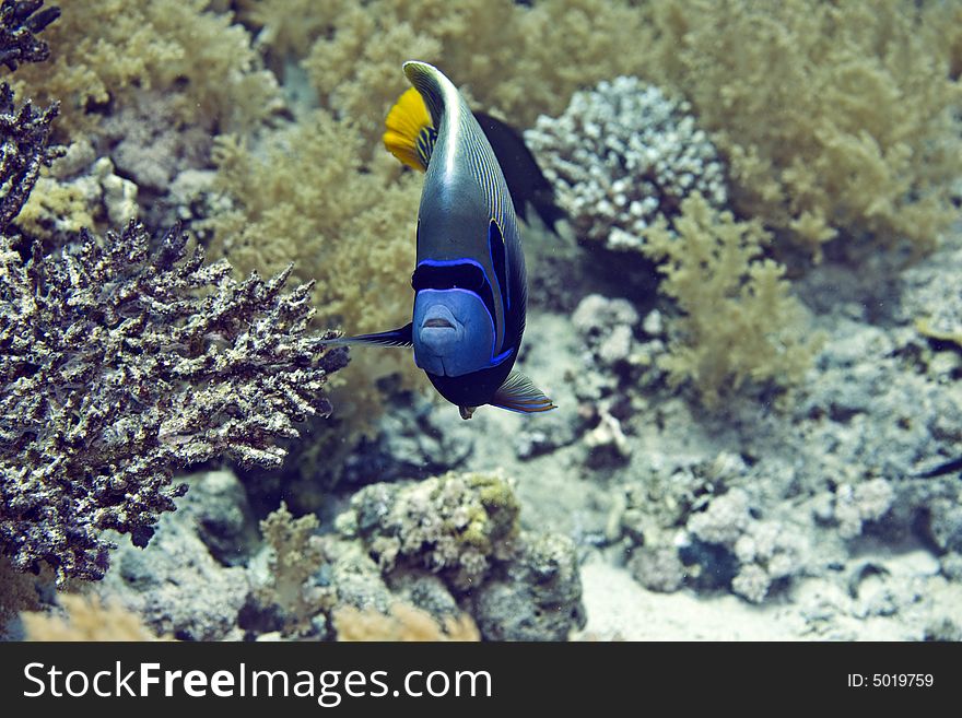 Red Sea Angelfish (Pomacanthus maculosus) taken in Middle Garden.