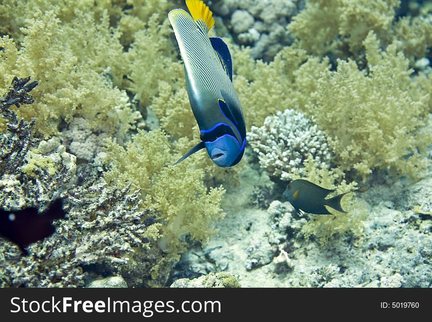 Red Sea Angelfish (Pomacanthus Maculosus)