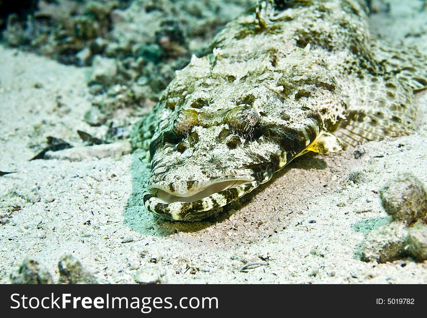 Indean ocean crocodilefish (papilloculiceps longiceps) taken in Middle Garden.