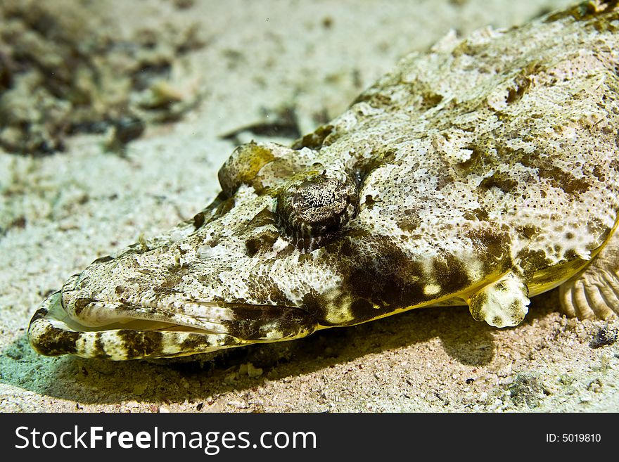 Indean ocean crocodilefish (papilloculiceps longiceps) taken in Middle Garden.