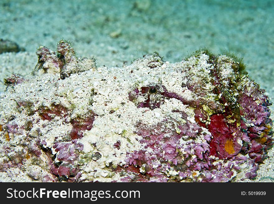 Stonefish (synanceia Verrucosa)