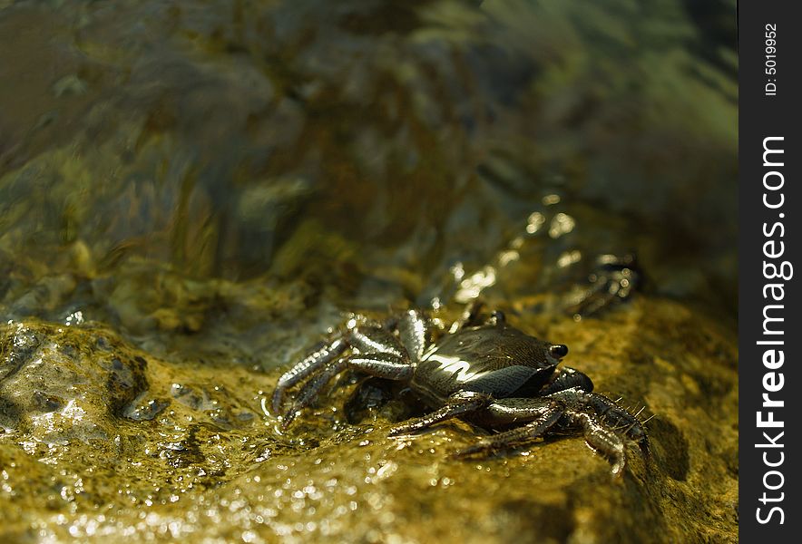 Crab on the golden rock in the beach. Crab on the golden rock in the beach.