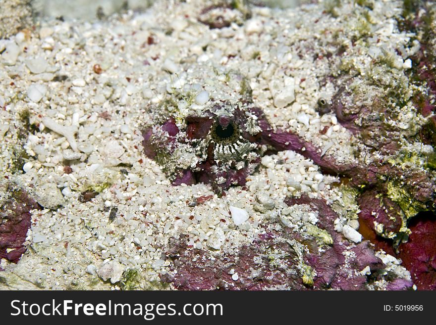 Stonefish (synanceia verrucosa)