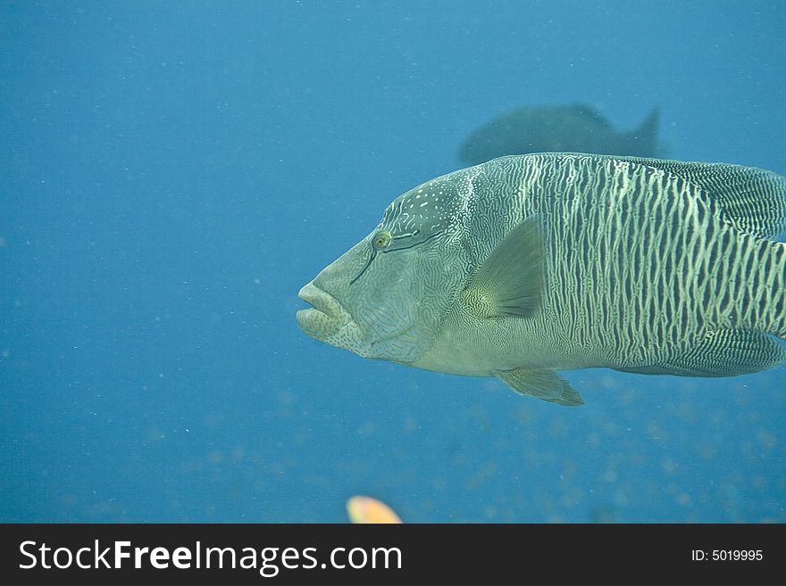 Napoleon wrasse (cheilinus undulatus)
 taken in Middle Garden.