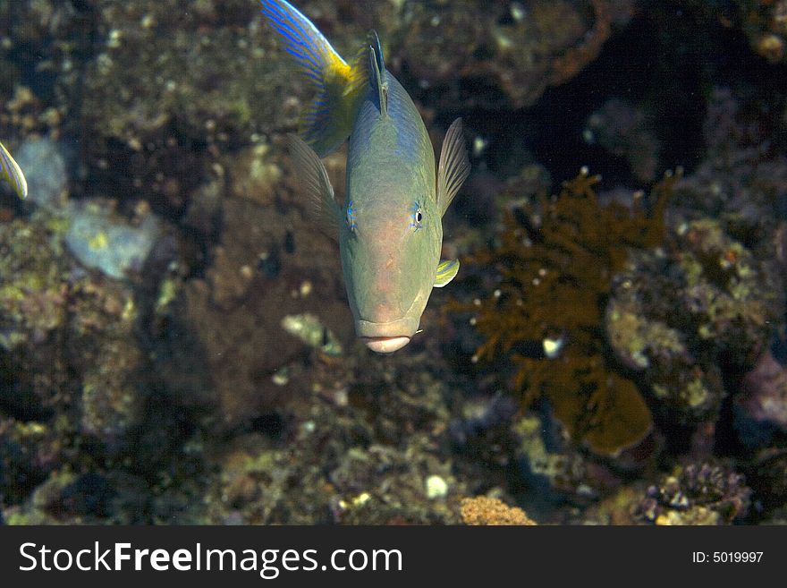 Red sea goatfish (parpeneus forsskali) taken in Middle Garden.