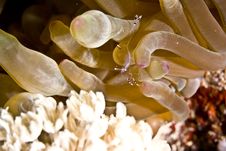 Long-arm Cleaner Shrimp (periclemenes Brevicarpali Royalty Free Stock Images Long-arm Cleaner Shrimp (periclemenes Brevicarpali Royalty Free Stock Images