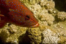 Coral Hind (cephalopholis Miniata) Stock Images