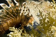 Common Lionfish (pterois Miles) Stock Photos Common Lionfish (pterois Miles) Stock Photos