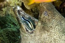 Giant Moray (gymnothorax Javanicus) And A Cleaner Stock Photos Giant Moray (gymnothorax Javanicus) And A Cleaner Stock Photos