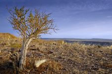 Tree At Fish River Canyon Stock Photography Tree At Fish River Canyon Stock Photography