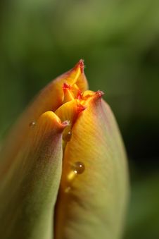 Close-up Of Tulip Stock Photography