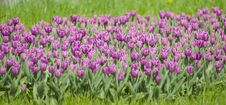 Tulip Royalty Free Stock Image Tulip Royalty Free Stock Image