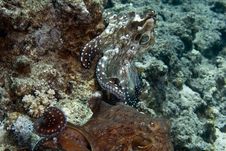 Reef Octopus (octopus Cyaneus) Stock Images Reef Octopus (octopus Cyaneus) Stock Images