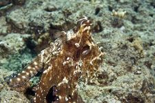 Reef Octopus (octopus Cyaneus) Stock Photos Reef Octopus (octopus Cyaneus) Stock Photos