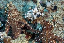 Reef Octopus (octopus Cyaneus) Mating Stock Photos Reef Octopus (octopus Cyaneus) Mating Stock Photos