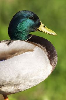 Male Mallard Duck Stock Images