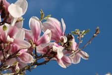 Detail Of A Magnolia Royalty Free Stock Photos Detail Of A Magnolia Royalty Free Stock Photos