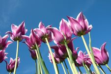 White And Purple Tulips Stock Images