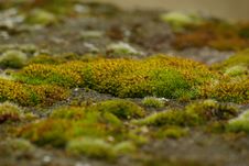 Moss On Stone 1 Stock Photography Moss On Stone 1 Stock Photography