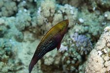 Dusky Parrotfish (scarus Niger) Royalty Free Stock Photo Dusky Parrotfish (scarus Niger) Royalty Free Stock Photo