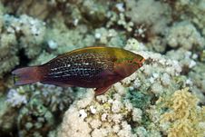 Dusky Parrotfish (scarus Niger) Royalty Free Stock Photo Dusky Parrotfish (scarus Niger) Royalty Free Stock Photo