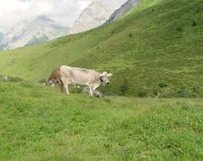 Swiss Mountains Cow Stock Images