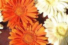 Orange And White Flower Stock Photos Orange And White Flower Stock Photos