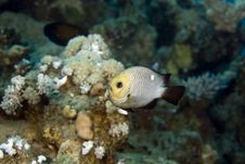 Three-spot Dascyllus (dascyllus Trimaculatus) Royalty Free Stock Photography Three-spot Dascyllus (dascyllus Trimaculatus) Royalty Free Stock Photography