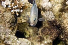 Three-spot Dascyllus (dascyllus Trimaculatus) Royalty Free Stock Image Three-spot Dascyllus (dascyllus Trimaculatus) Royalty Free Stock Image