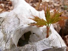 Deer Skull And Maple Sapling Royalty Free Stock Image Deer Skull And Maple Sapling Royalty Free Stock Image
