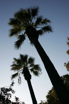 Palm Trees Stock Image Palm Trees Stock Image