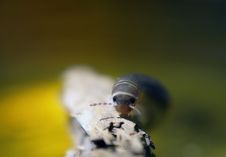 Close Up Centipede Stock Images