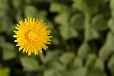 Bright Dandelion Flower With Copy-space Royalty Free Stock Photos Bright Dandelion Flower With Copy-space Royalty Free Stock Photos