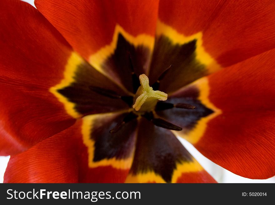 Close-up of red tulip background