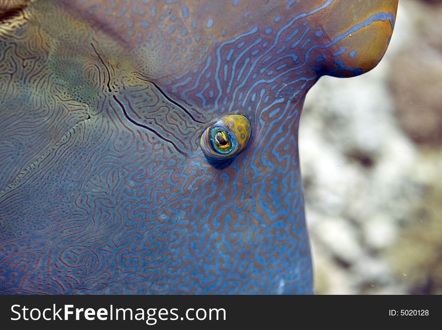 Napoleon wrasse (cheilinus undulatus)