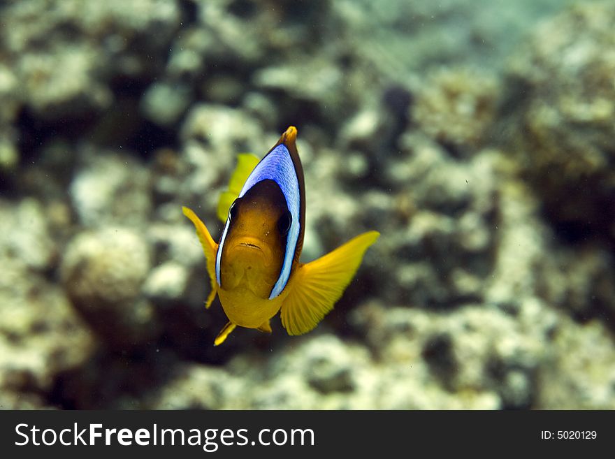 Red sea anemonefish (Amphipiron bicinctus) taken in Middle Garden.