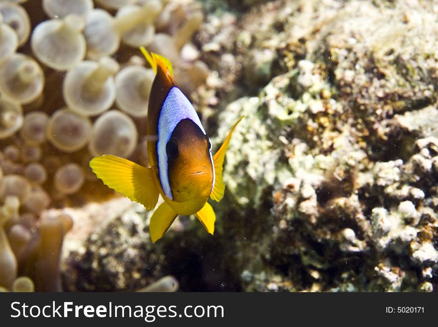 Red sea anemonefish (Amphipiron bicinctus) taken in Middle Garden.