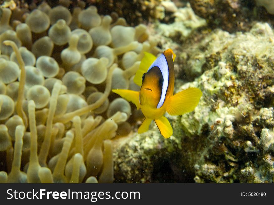 Red sea anemonefish (Amphipiron bicinctus)and bub