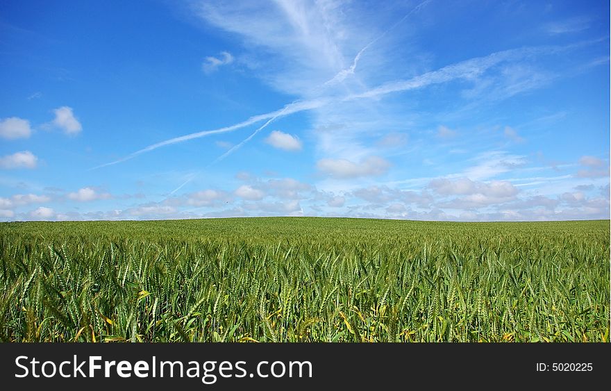 Field of wheat under a blue sky. Field of wheat under a blue sky.